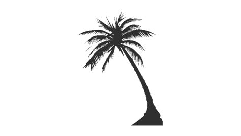 Long Coconut Tree Png Clipart Png All Png All