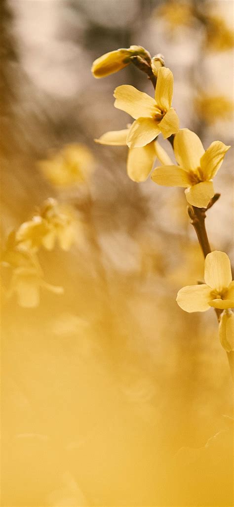 Yellow Flower In Tilt Shift Lens Iphone X Wallpapers Free Download