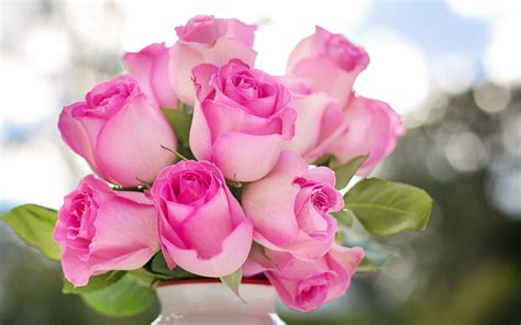 Download Wallpapers Pink Roses White Vase Beautiful Pink Flowers
