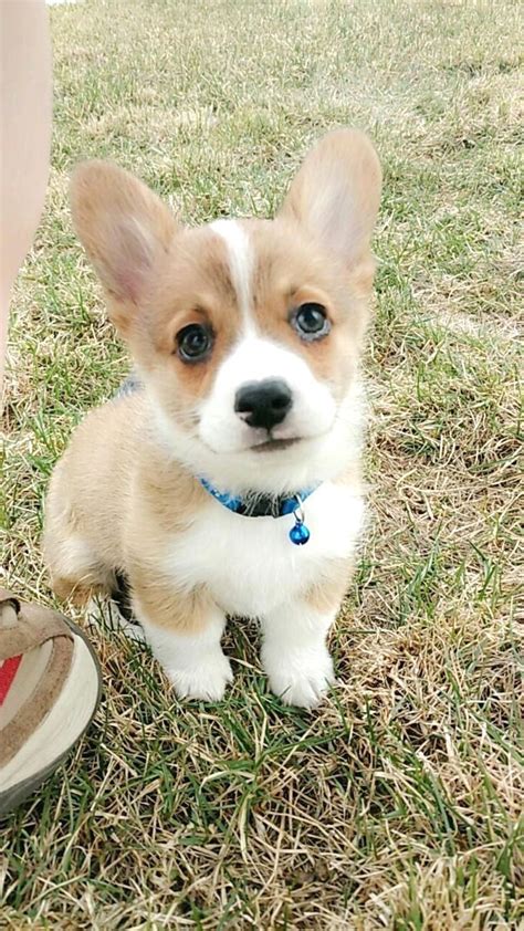 They are fully registered, 5 generation pedigree, 1st vaccination done, wormed to date, 8 weeks free insurance. Pin by E.S. MacWm on Welsh Corgi | Corgi, Corgi dog breed ...