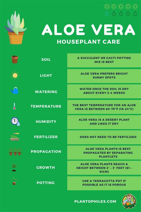 Be sure to include some coarse sand or perlite to reduce the risk of overwatering, which will cause root. Aloe Vera Houseplant Care in 2020 | House plant care, Aloe ...