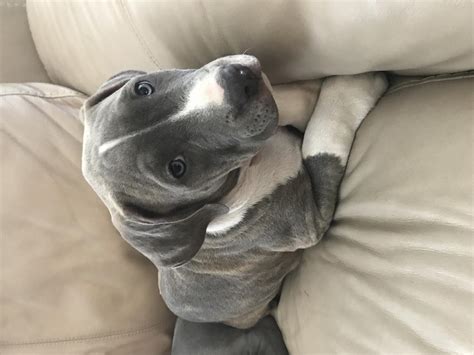 Blue Nose Pitbull Puppies For Sale Price Range And Details