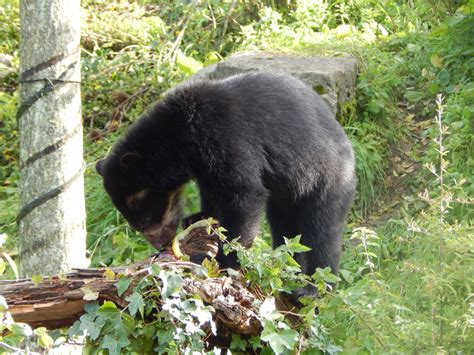 Spectacled Bear 071020 Zoochat