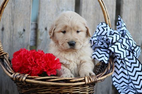 Want to find english cream golden retriever puppies for sale? Golden Retriever Puppies For Sale | Plummer, ID #285960