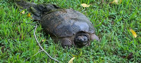 Wild Snapping Turtle Laying Eggs Stock Photo Image Of Laying Eggs