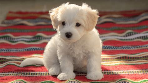 Cachorros Pequenos Para Apartamentos 10 Raças De Pequeno Porte