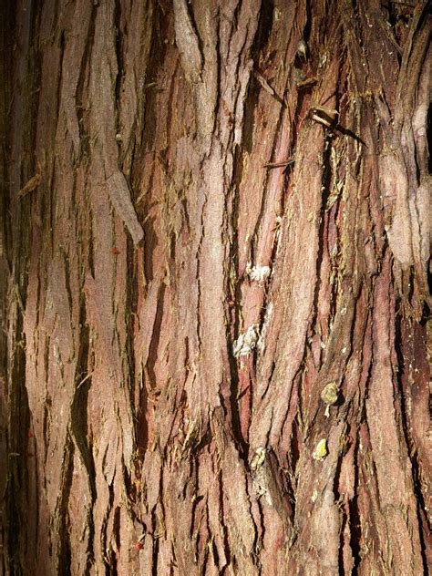 Red Cedar Tree Bark
