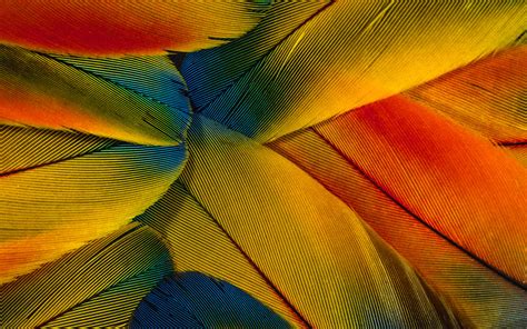 Colorful Feathers Close Up Photography Wallpaper Photography