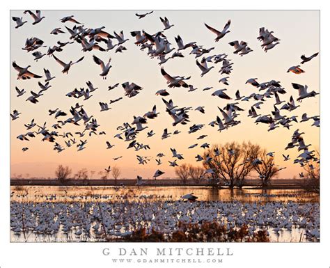 G Dan Mitchell Photograph Rosss Geese Taking Flight Sunset Merced