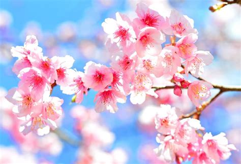 Jadwal Melihat Bunga Sakura Jepang Di Musim Semi 2020 Airpaz Blog