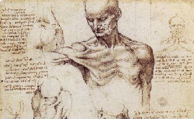 Dibujos Anatomicos De Leonardo Da Vinci Arte Anatomia