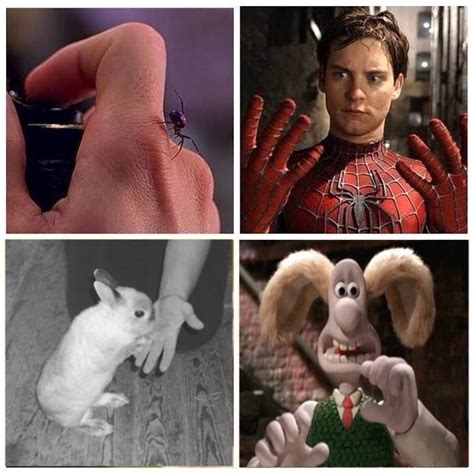 rabbit bite to were rabbit wallace and gromit wensleydale know your meme