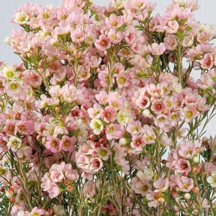 Flowers that can be dried using this method are hydrangeas, celosia, globe amaranth, strawflowers, etc. Pink Wax Flower 14 Bunches | Wholesale Flowers | JR Roses