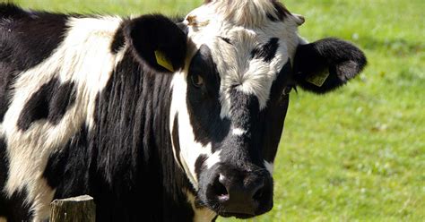 Cognate with old turkic ‎ (ingek, cow), karakhanid اِنكاكْ‎ (ingek, cow). Rüyada inek kesmek ne anlama gelir? - Diyadinnet