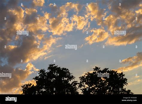 Oak Tree Silhouette With Sunset Shadow Sky Clouds Stock Photo Alamy