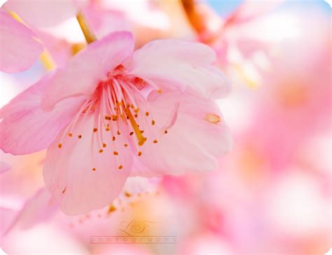 Wallpaper Flower Pink Cherry Blossom Spring Petal Close Up
