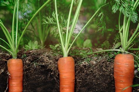 How To Plant Carrot Seeds Storables