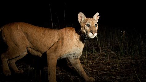 Feds Plan To Open More Of Florida Panther National Wildlife Refuge To