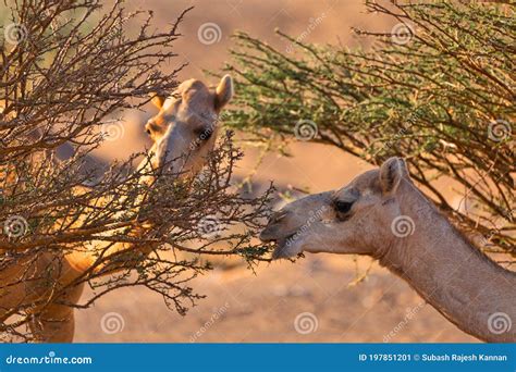 Camels Feed On A Desert Tree During Morning Sunrise Stock Image Image