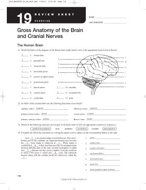 Gross Anatomy Of The Brain And Cranial Nerves Fill Online Printable