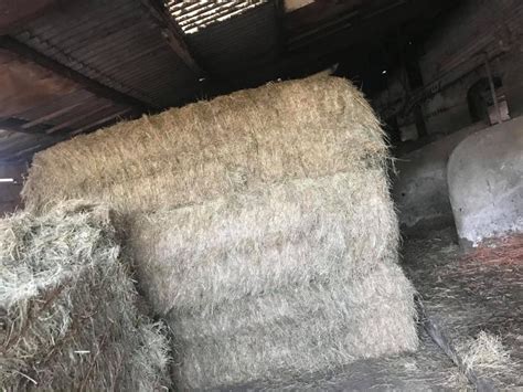 Large Hay Bales For Sale For Sale In Stoke On Trent England Preloved