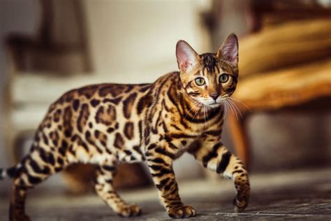 What Is A Bengal Cats Lifespan Health Overview