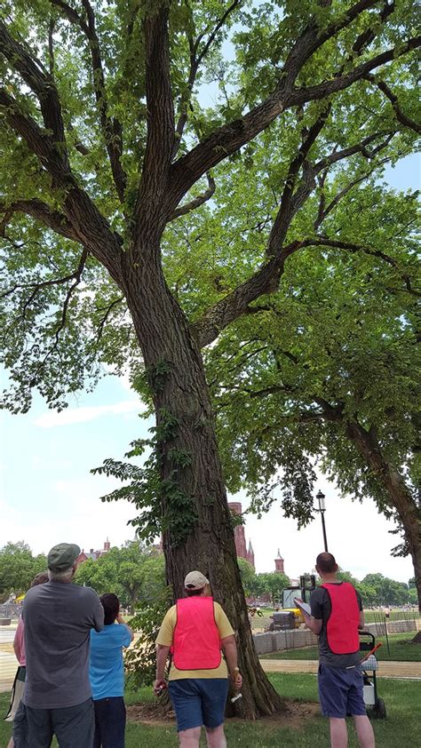 Tlc For The Malls Elm Trees Us National Park Service