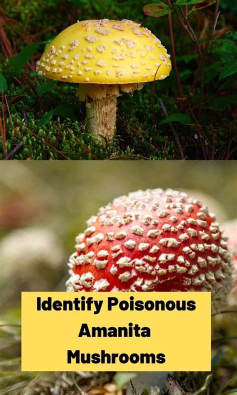 Identify Poisonous Amanita Mushrooms Detailed Tips Mushroom Appreciation