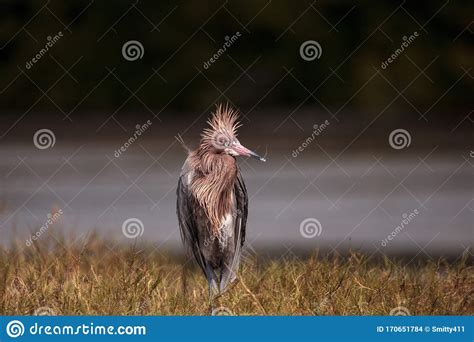 Funny Reddish Egret Wading Bird Egretta Rufescens Having A Bad Hair Day