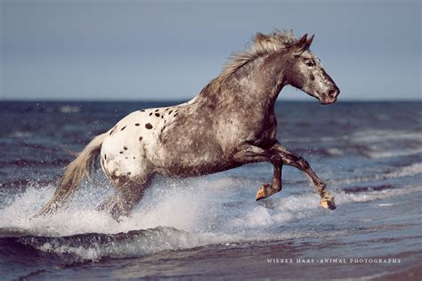 251 kostenlose bilder zum thema pferd am strand. Fotoshooting am Strand mit Ihrem Pferd! | Wiebke Haas ...
