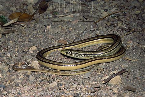 Island Glass Lizard Stock Photo Minden Pictures