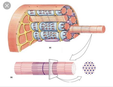 Anatomy And Physiology Muscle Fiber Diagram Quizlet