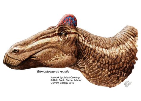 A Rare Mummified Specimen Of The Duck Billed Dinosaur Edmontosauraus