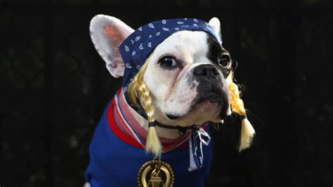 Cute Dogs Dressed Up For Halloween Fox News