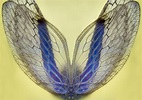 Stock Photo - Insect Wings by endprocess83 on DeviantArt