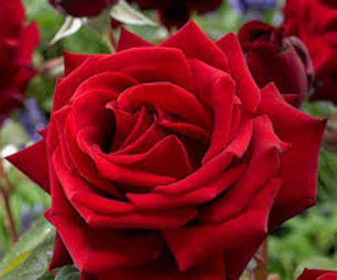 Strong Fragrant Red Rose Flower Seeds Professional Pack 50 Etsy