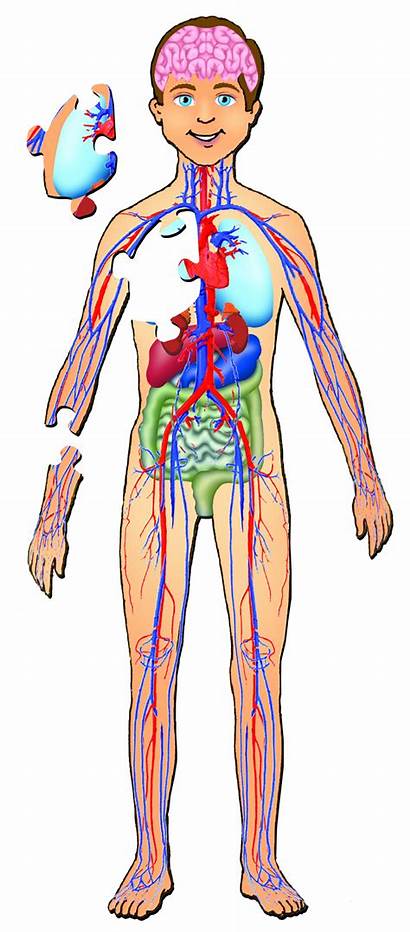 Human Anatomy Outline Organs Diagram Children Bodies