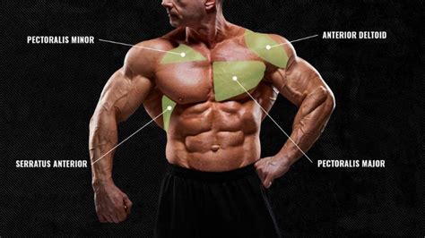 The Anatomy Of Your Chest Muscles Explained And How To Train Them