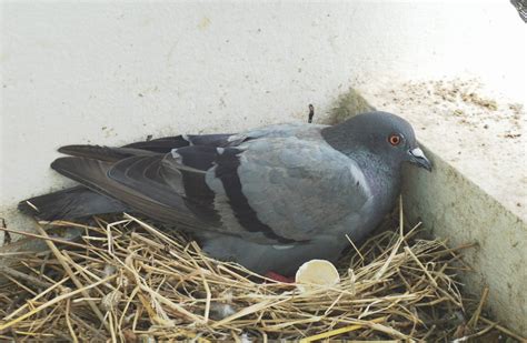 Baby Pigeon Mystery Solved Rock Pigeon Nesting Facts