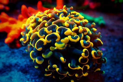 The Hammer Coral Guide For Beginners And Experts Aquarium Genius
