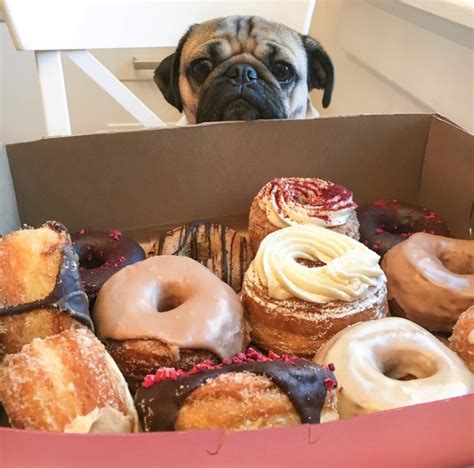 25 Times Doug The Pug Accurately Described Your Relationship With Food