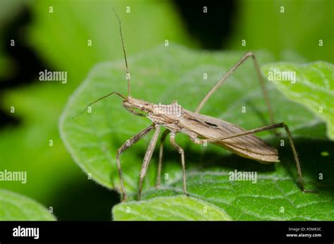 Assassin Bug Stenopoda Spinulosa Stock Photo Alamy