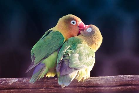 Loving Bird Couples