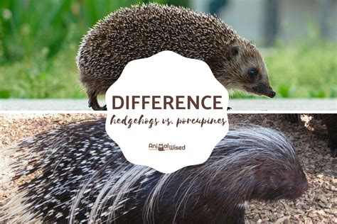 Differences Between Hedgehogs And Porcupines Photos And Explanation