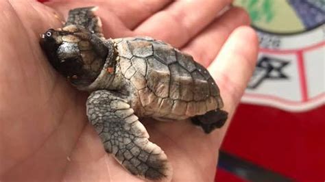 Baby Sea Turtle Named Dorian Rescued By Flagler Beach Fire My Xxx Hot Girl