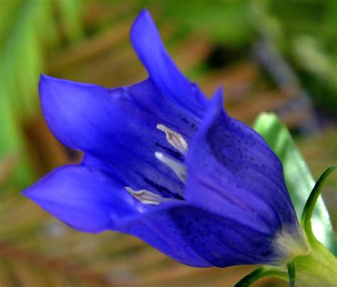 Gentiana Gentianaceae