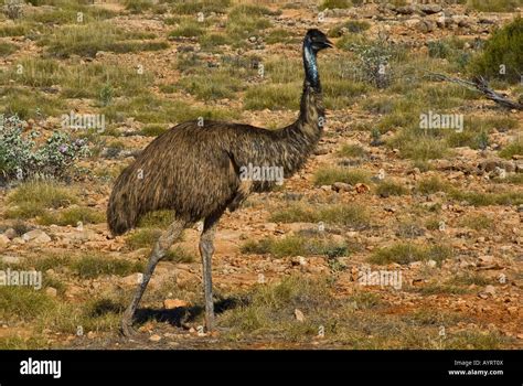 Emu Dromaius Novaehollandiae Western Australia Australia Stock