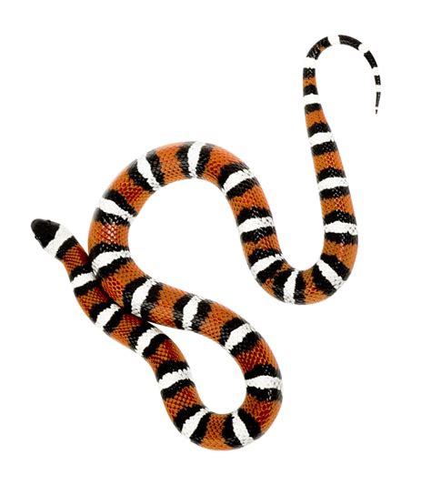 Viper Snake Png