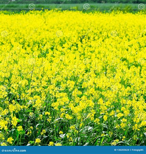 Rapeseed Field Yellow Flowers Field Landscape Stock Photo Image Of
