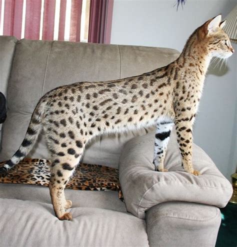 Savannah cat is a cross breed between a wild african serval and various breed of cats and popular for it tall slender body, huge ears and hind legs. Pin on Cats